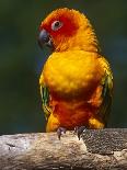 Sun Conure-Lynn M. Stone-Photographic Print