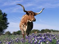 Texas Longhorn Cow, in Lupin Meadow, Texas, USA-Lynn M^ Stone-Photographic Print