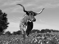 Domestic Texas Longhorn Calf, in Lupin Meadow, Texas, USA-Lynn M. Stone-Photographic Print