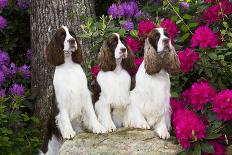 Three English springer spaniels, Connecticut, USA-Lynn M. Stone-Photographic Print