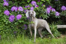 Weimaraner, Connecticut, USA-Lynn M. Stone-Photographic Print