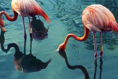 Two Flamingos-Lynn Watson-Framed Photographic Print