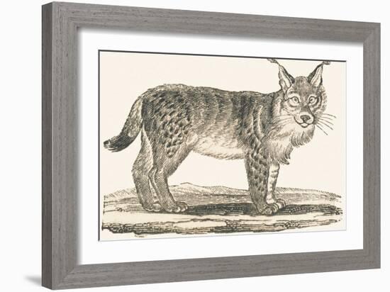 Lynx, 1850 (Engraving)-Louis Simon (1810-1870) Lassalle-Framed Giclee Print
