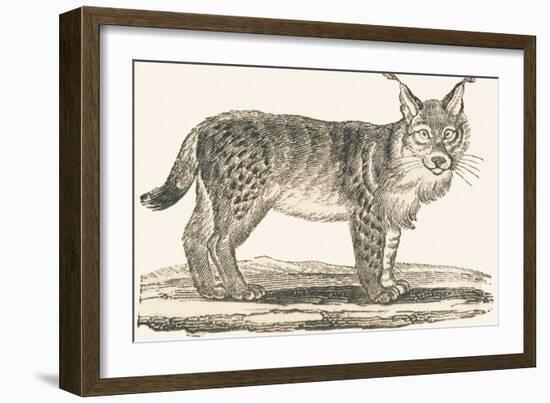 Lynx, 1850 (Engraving)-Louis Simon (1810-1870) Lassalle-Framed Giclee Print