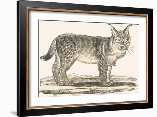 Lynx, 1850 (Engraving)-Louis Simon (1810-1870) Lassalle-Framed Giclee Print
