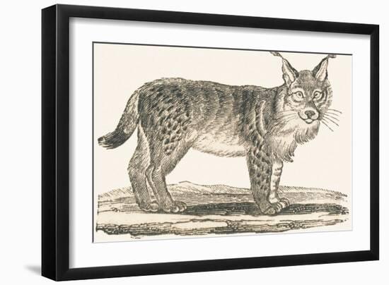 Lynx, 1850 (Engraving)-Louis Simon (1810-1870) Lassalle-Framed Giclee Print