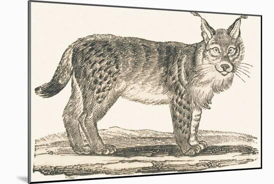 Lynx, 1850 (Engraving)-Louis Simon (1810-1870) Lassalle-Mounted Giclee Print