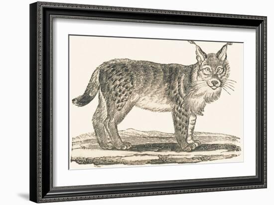 Lynx, 1850 (Engraving)-Louis Simon (1810-1870) Lassalle-Framed Giclee Print