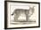 Lynx, 1850 (Engraving)-Louis Simon (1810-1870) Lassalle-Framed Giclee Print