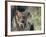 Lynx in Denali National Park, Alaska, USA-Dee Ann Pederson-Framed Photographic Print