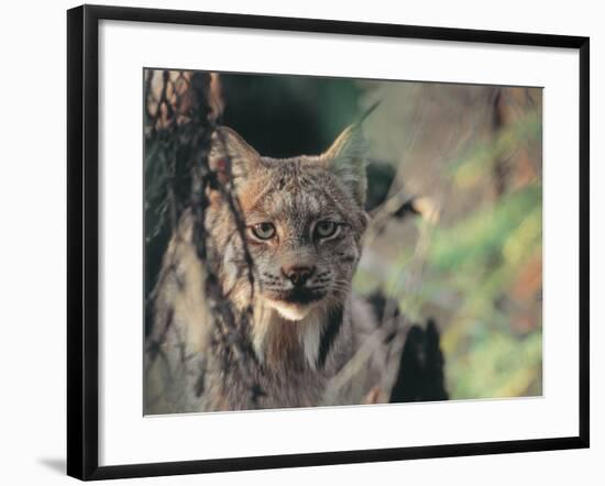 Lynx in Denali National Park, Alaska, USA-Dee Ann Pederson-Framed Photographic Print