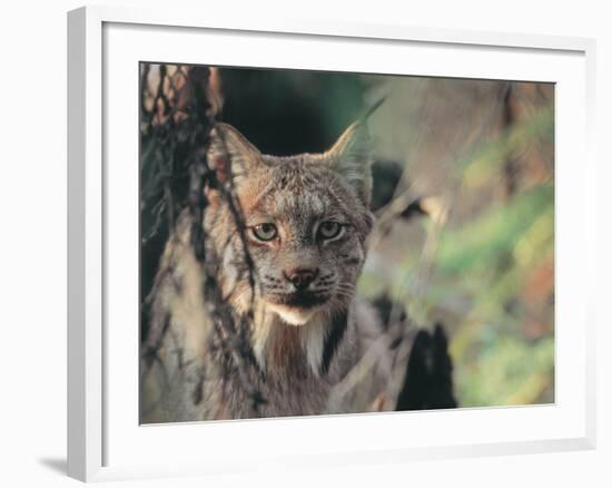 Lynx in Denali National Park, Alaska, USA-Dee Ann Pederson-Framed Photographic Print