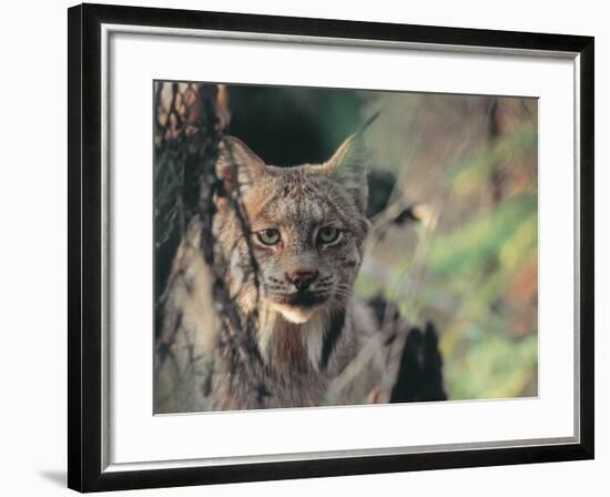 Lynx in Denali National Park, Alaska, USA-Dee Ann Pederson-Framed Photographic Print