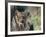 Lynx in Denali National Park, Alaska, USA-Dee Ann Pederson-Framed Photographic Print