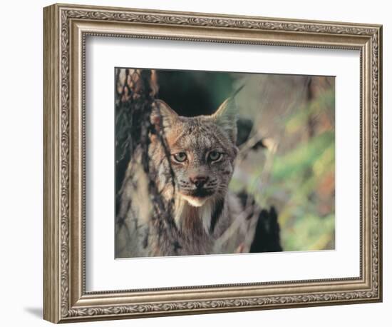 Lynx in Denali National Park, Alaska, USA-Dee Ann Pederson-Framed Photographic Print