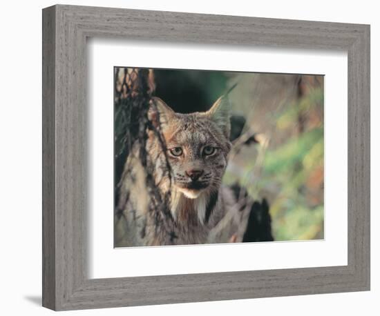 Lynx in Denali National Park, Alaska, USA-Dee Ann Pederson-Framed Photographic Print