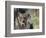 Lynx in Denali National Park, Alaska, USA-Dee Ann Pederson-Framed Photographic Print