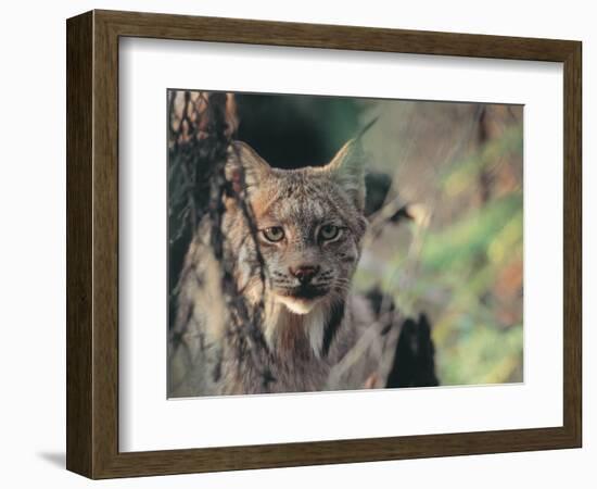 Lynx in Denali National Park, Alaska, USA-Dee Ann Pederson-Framed Photographic Print