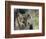 Lynx in Denali National Park, Alaska, USA-Dee Ann Pederson-Framed Photographic Print