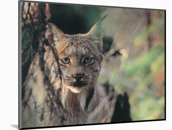 Lynx in Denali National Park, Alaska, USA-Dee Ann Pederson-Mounted Photographic Print