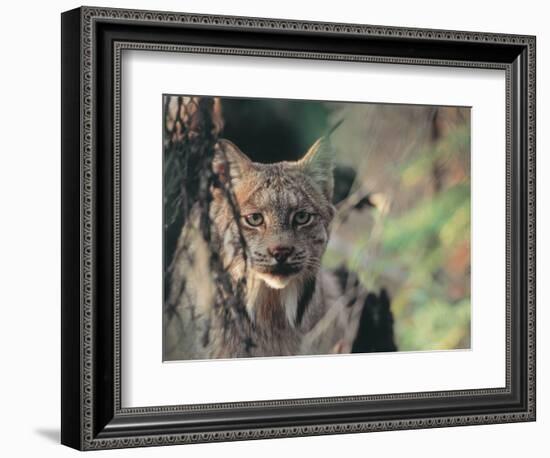 Lynx in Denali National Park, Alaska, USA-Dee Ann Pederson-Framed Photographic Print