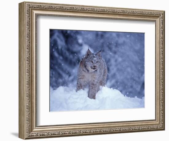 Lynx in the Snowy Foothills of the Takshanuk Mountains, Alaska, USA-Steve Kazlowski-Framed Photographic Print