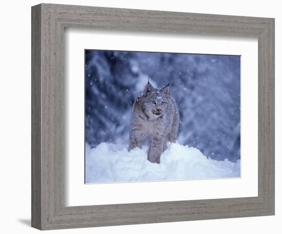 Lynx in the Snowy Foothills of the Takshanuk Mountains, Alaska, USA-Steve Kazlowski-Framed Photographic Print