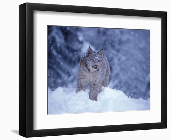 Lynx in the Snowy Foothills of the Takshanuk Mountains, Alaska, USA-Steve Kazlowski-Framed Photographic Print