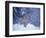 Lynx in the Snowy Foothills of the Takshanuk Mountains, Alaska, USA-Steve Kazlowski-Framed Photographic Print