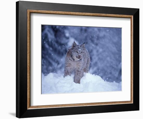 Lynx in the Snowy Foothills of the Takshanuk Mountains, Alaska, USA-Steve Kazlowski-Framed Photographic Print