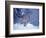 Lynx in the Snowy Foothills of the Takshanuk Mountains, Alaska, USA-Steve Kazlowski-Framed Photographic Print