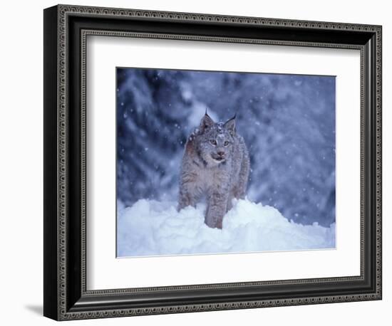 Lynx in the Snowy Foothills of the Takshanuk Mountains, Alaska, USA-Steve Kazlowski-Framed Photographic Print