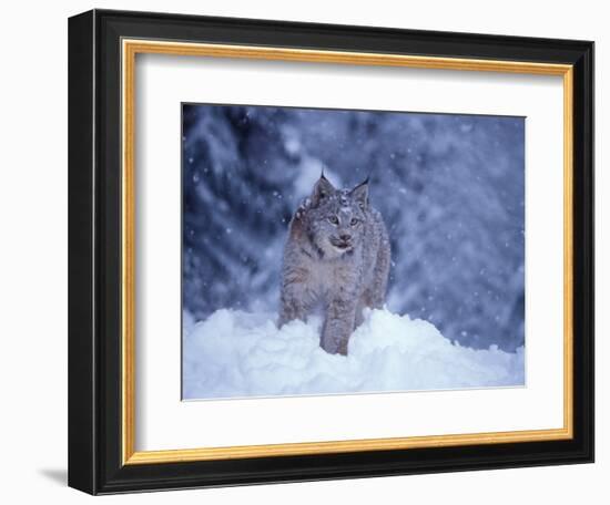 Lynx in the Snowy Foothills of the Takshanuk Mountains, Alaska, USA-Steve Kazlowski-Framed Photographic Print