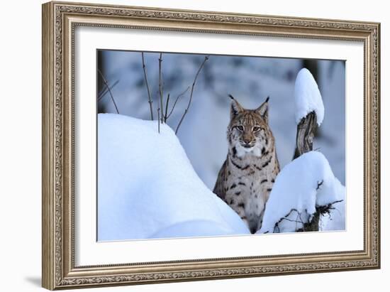 Lynx in Winter-Reiner Bernhardt-Framed Photographic Print