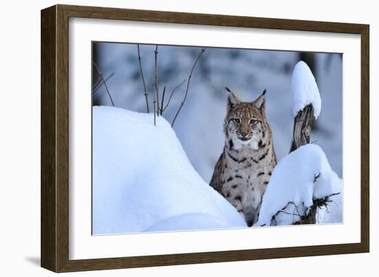 Lynx in Winter-Reiner Bernhardt-Framed Photographic Print