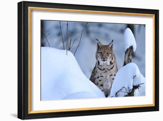 Lynx in Winter-Reiner Bernhardt-Framed Photographic Print