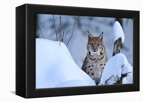 Lynx in Winter-Reiner Bernhardt-Framed Premier Image Canvas