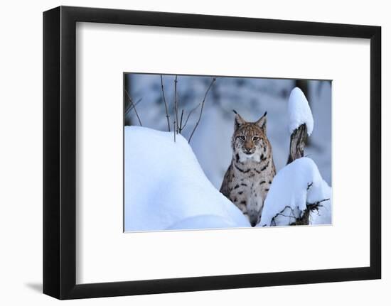 Lynx in Winter-Reiner Bernhardt-Framed Photographic Print