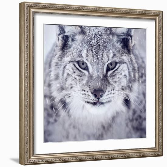 Lynx Looking into Camera-kjekol-Framed Photographic Print