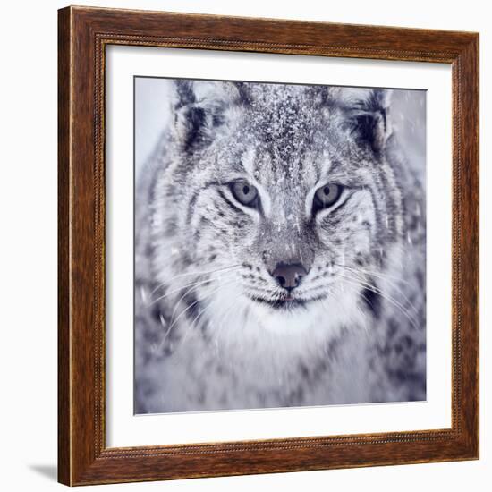 Lynx Looking into Camera-kjekol-Framed Photographic Print