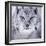 Lynx Looking into Camera-kjekol-Framed Photographic Print