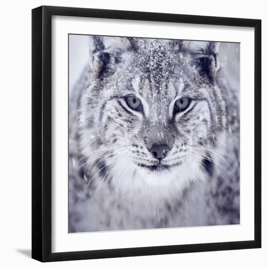 Lynx Looking into Camera-kjekol-Framed Photographic Print