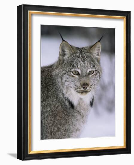 Lynx Portrait, USA-Lynn M^ Stone-Framed Photographic Print