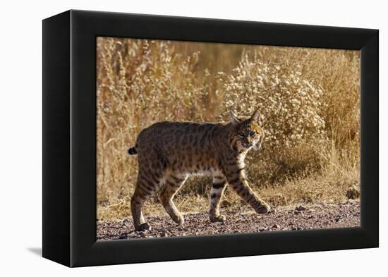 Lynx Rufus Baileyi, Bosque Del Apache National Wildlife Refuge, New Mexico-Maresa Pryor-Framed Premier Image Canvas