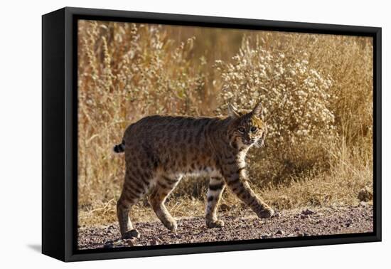 Lynx Rufus Baileyi, Bosque Del Apache National Wildlife Refuge, New Mexico-Maresa Pryor-Framed Premier Image Canvas