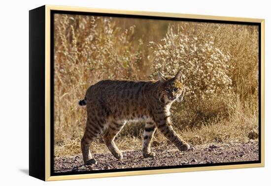 Lynx Rufus Baileyi, Bosque Del Apache National Wildlife Refuge, New Mexico-Maresa Pryor-Framed Premier Image Canvas