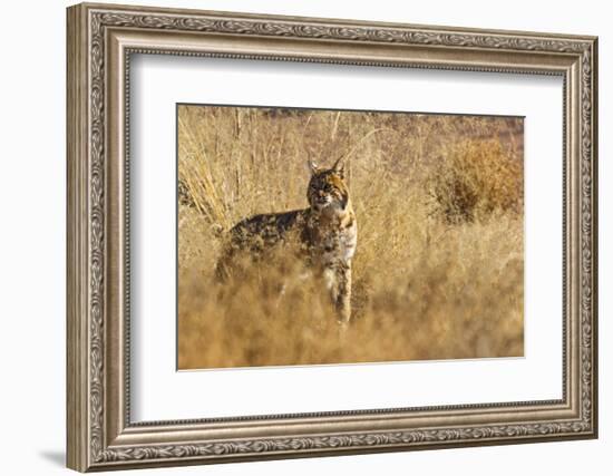 Lynx Rufus Baileyi, Bosque Del Apache National Wildlife Refuge, New Mexico-Maresa Pryor-Framed Photographic Print