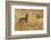 Lynx Rufus Baileyi, Bosque Del Apache National Wildlife Refuge, New Mexico-Maresa Pryor-Framed Photographic Print