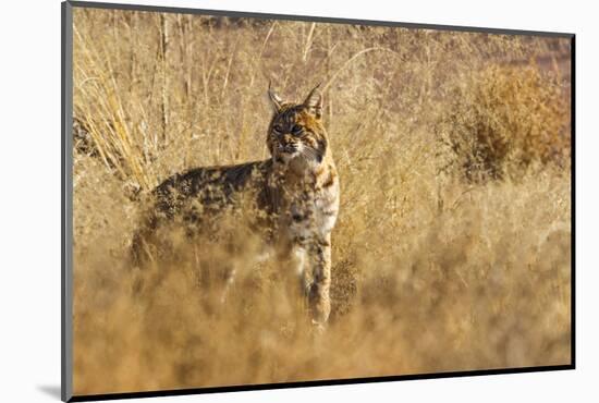 Lynx Rufus Baileyi, Bosque Del Apache National Wildlife Refuge, New Mexico-Maresa Pryor-Mounted Photographic Print