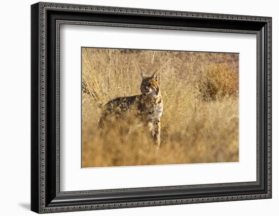 Lynx Rufus Baileyi, Bosque Del Apache National Wildlife Refuge, New Mexico-Maresa Pryor-Framed Photographic Print